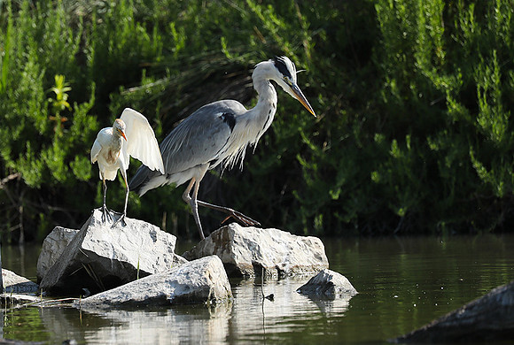 Grey heron - Camargue