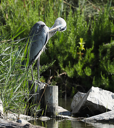 Grey heron - Camargue