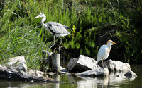 Grey heron - Camargue