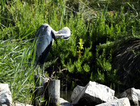 Grey heron - Camargue