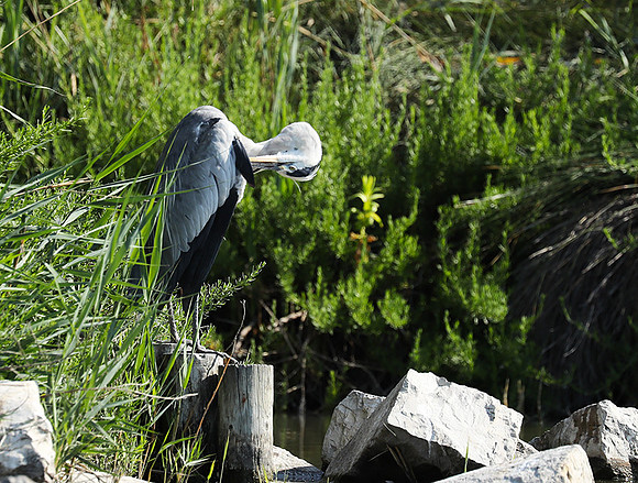 Grey heron - Camargue
