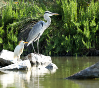 Herons