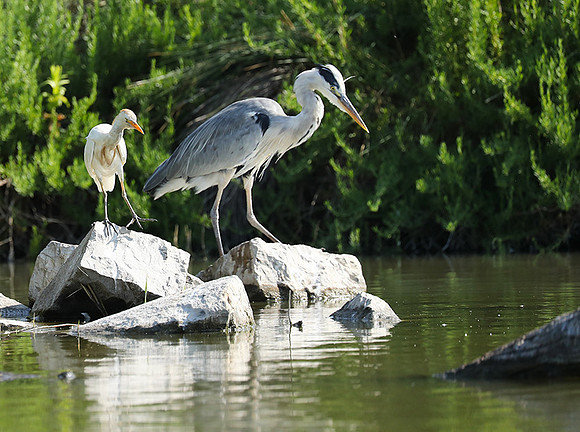 Grey heron - Camargue