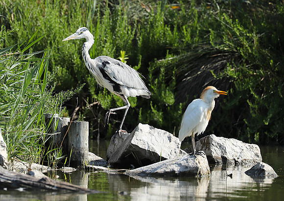 Grey heron - Camargue