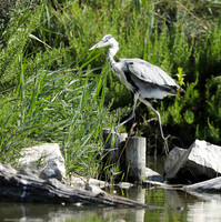 Grey heron - Camargue