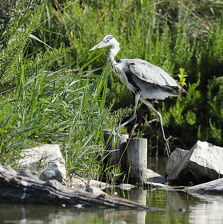 Grey heron - Camargue
