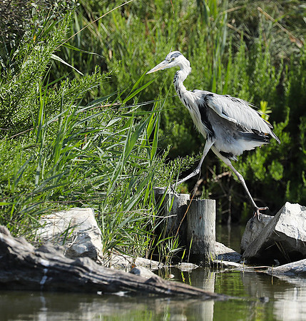 Grey heron - Camargue