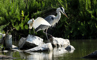 Grey heron - Camargue