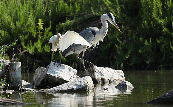 Grey heron - Camargue