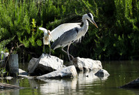 Grey heron - Camargue