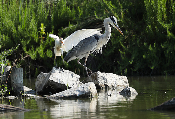 Grey heron - Camargue