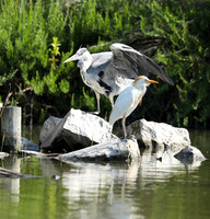 Grey heron - Camargue