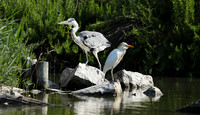 Grey heron - Camargue
