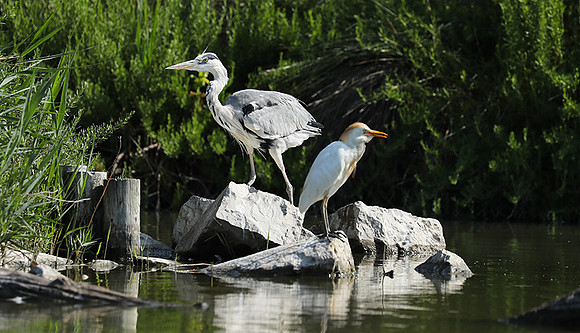 Grey heron - Camargue