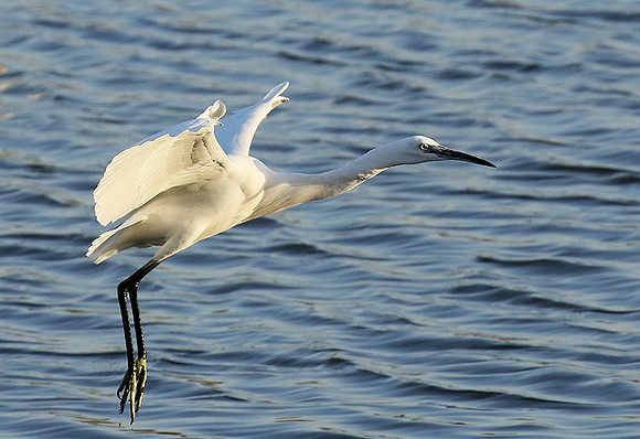 In the lagoon