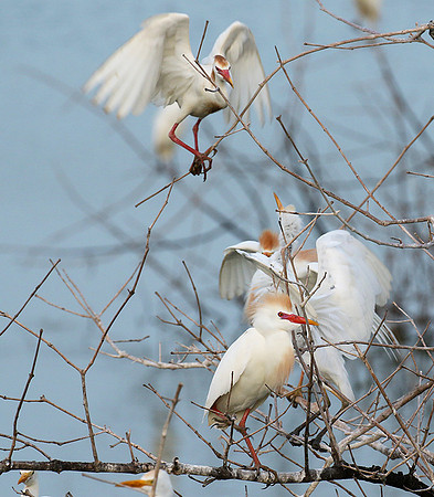 Cattle egret