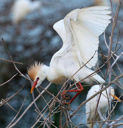 Cattle egret