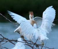 Cattle egret