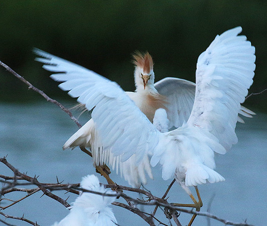 Cattle egret