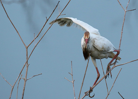 Cattle egret