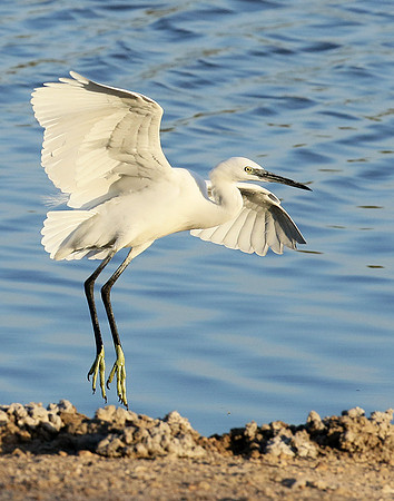 In the lagoon