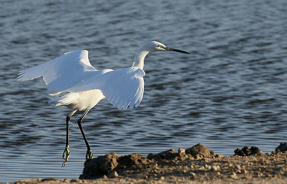 In the lagoon