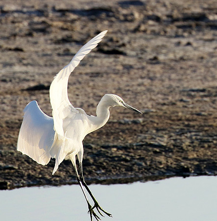 In the lagoon