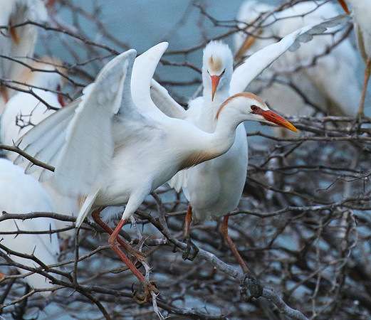 Cattle egret