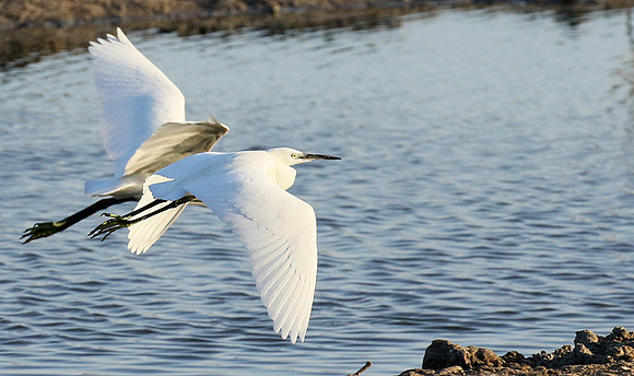 Flying together