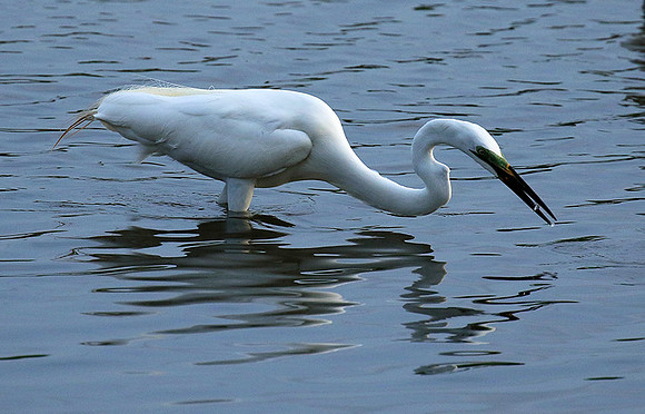 In the lagoon