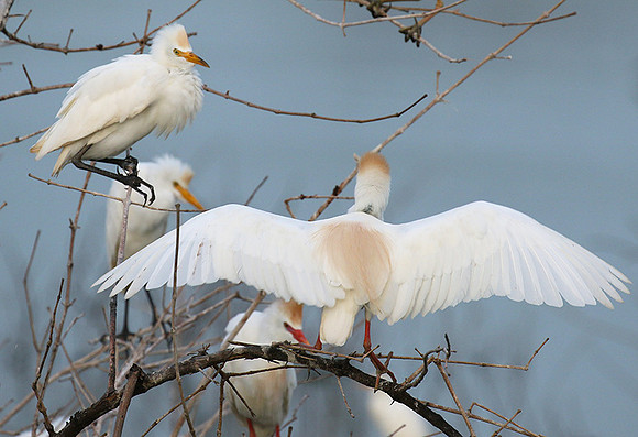 Cattle egret