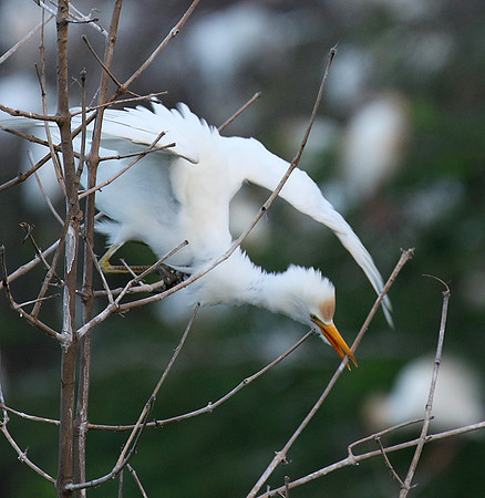 Cattle egret