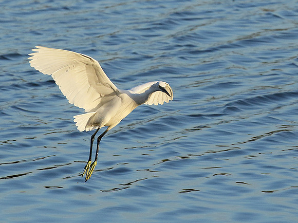 Egret in the lagoon (aigrette dans le lagoon)