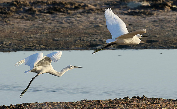 Flying together