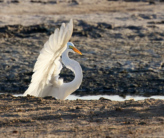 Egret in the lagoon (aigrette dans le lagoon)