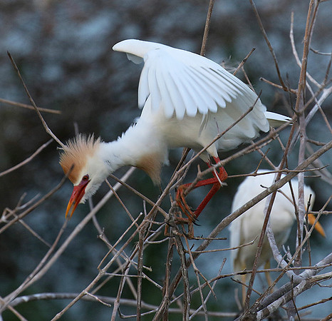 Cattle egret