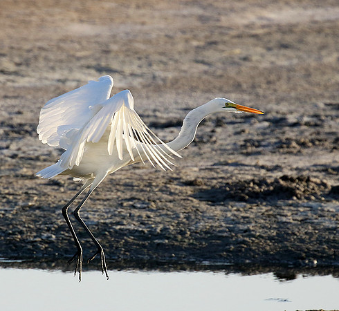 Egret in the lagoon (aigrette dans le lagoon)