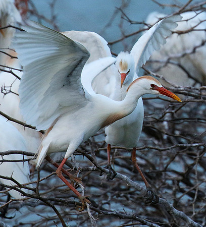 Cattle egret