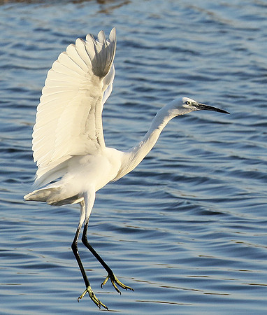 In the lagoon