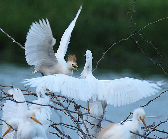 Cattle egret