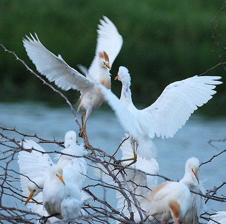Cattle egret