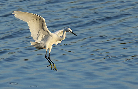 Egret in the lagoon (aigrette dans le lagoon)