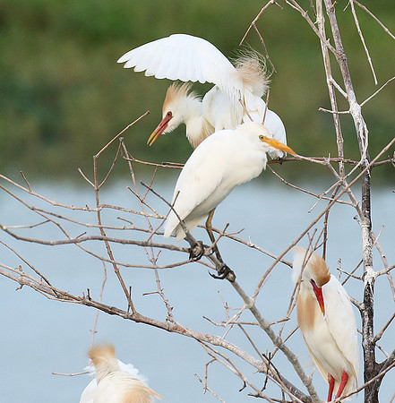 Cattle egret