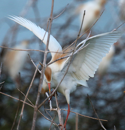 Cattle egret