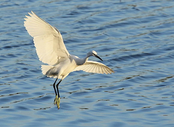 Egret in the lagoon (aigrette dans le lagoon)
