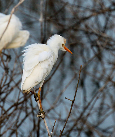 Western cattle egrets settling for the night
