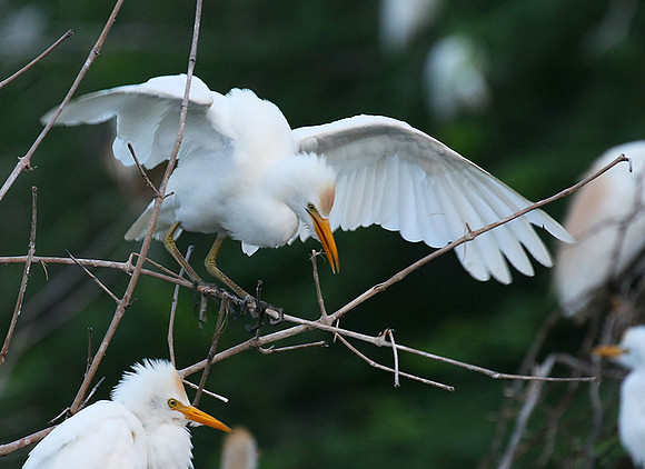 Cattle egret