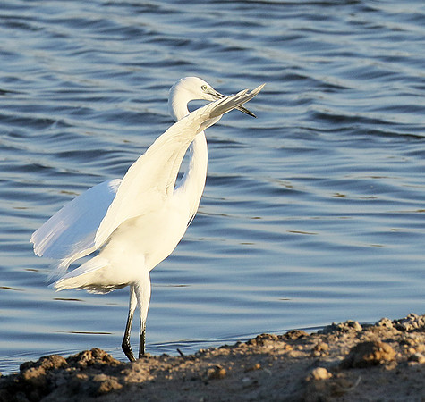 In the lagoon