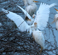 Cattle egret