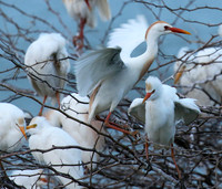 Cattle egret